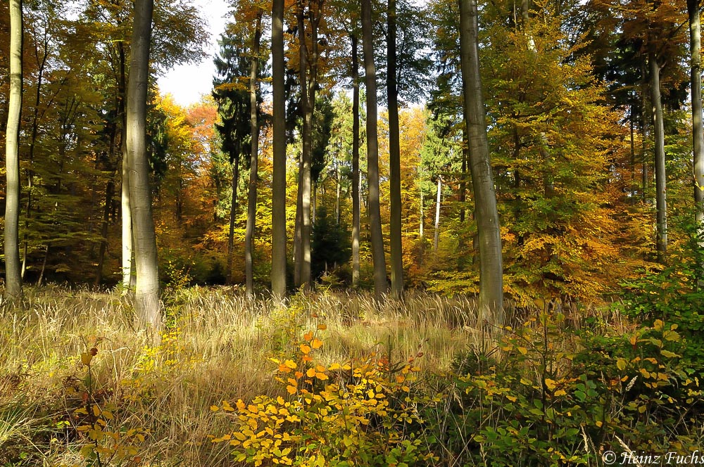 Goldener Oktober