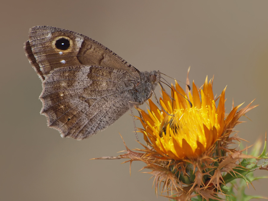 Eisenfarbiger Samtfalter (Hipparchia statilinus)