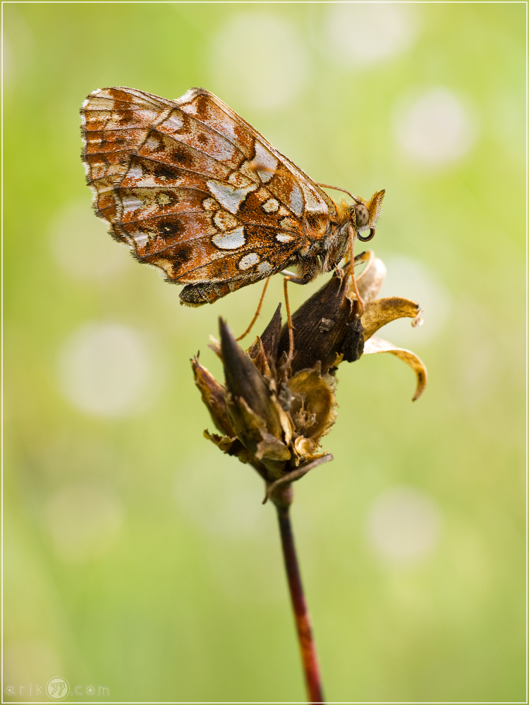 Magerrasen-Perlmutfalter - Boloria dia