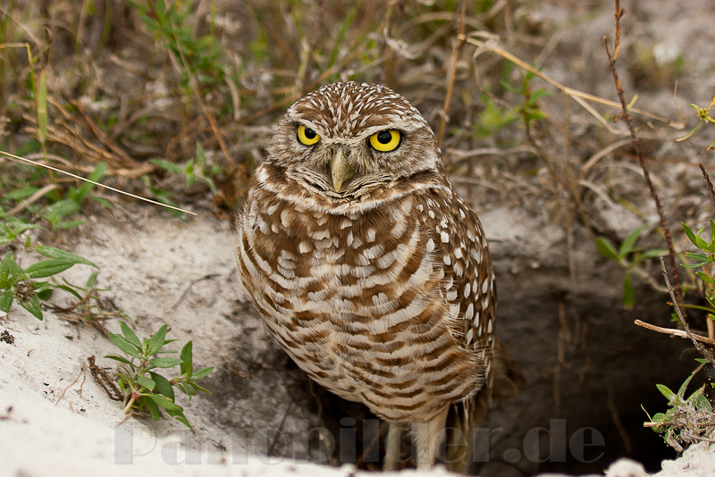 Burrowing Owl / Kanincheneule (Athene cunicularia) /Florida/USA