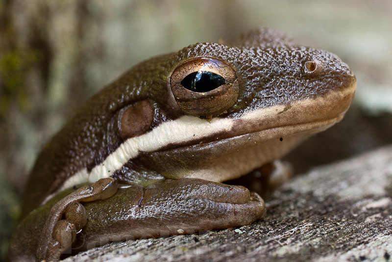 Baumfrosch in Florida /USA (Hyla cinerea ?)