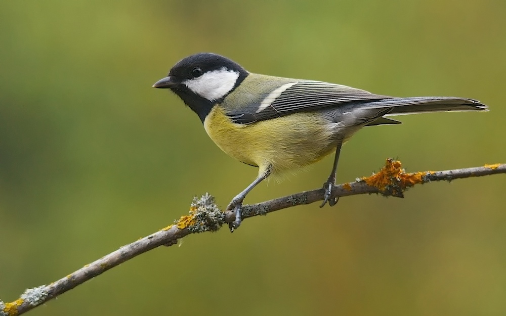 Kohlmeise (Parus Major)