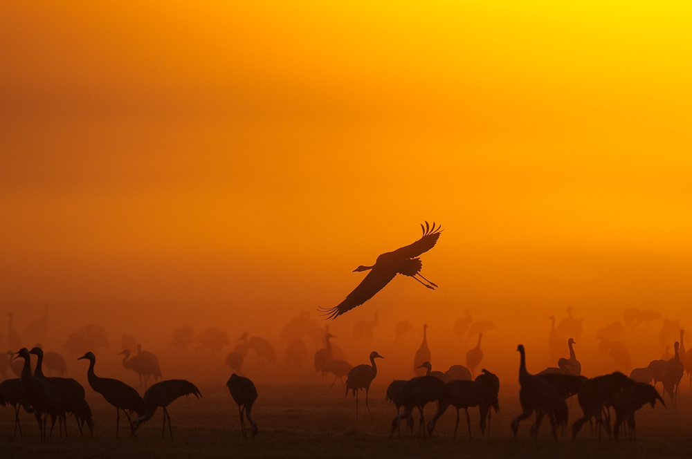 Kraniche im Sonnenaufgang