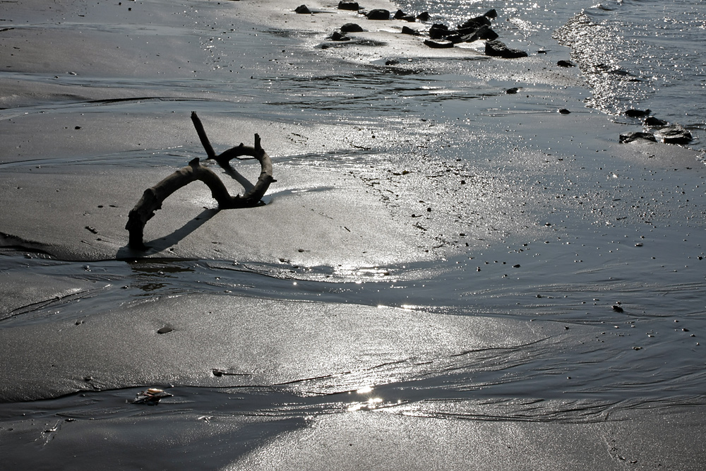 Treibgut am Rhein