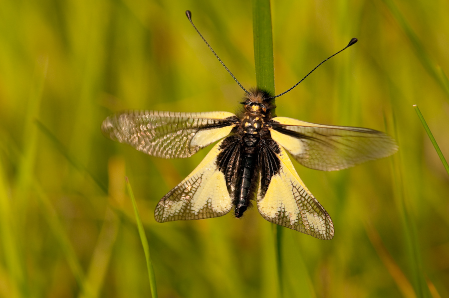 Libellen Schmetterlingshaft (Libelloides coccajus )