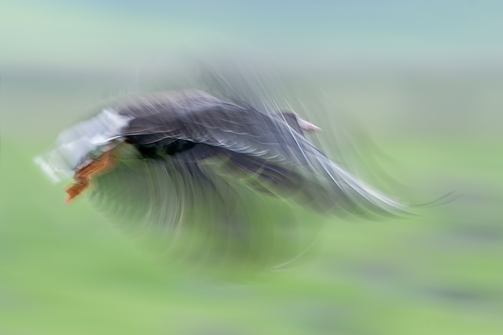 Gewischte Gans