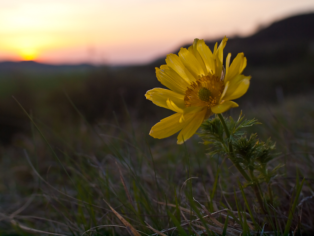 Adonisröschen im Abendlicht