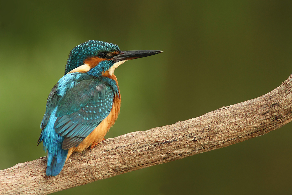 Blaue Schönheit