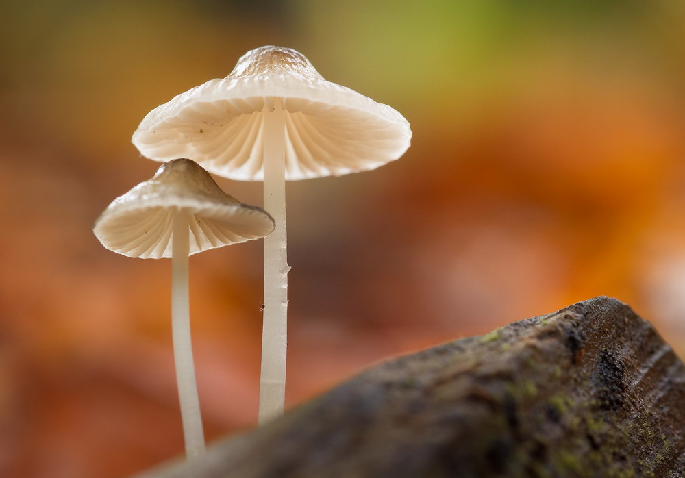 Herbstfarben