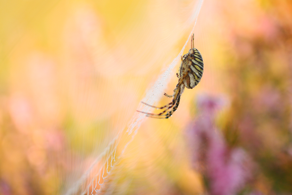 "Heidespinne"