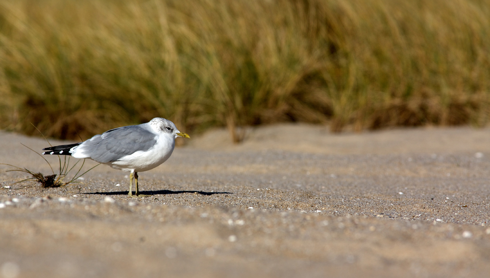 Strandspaziergang