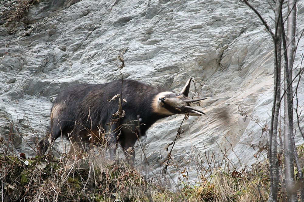 Markierender Gamsbock (Forum für Naturfotografen)