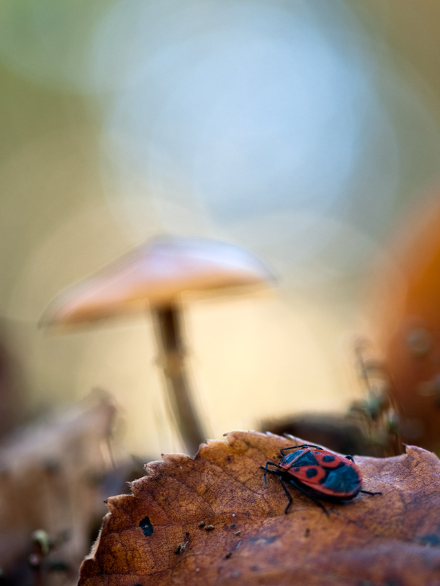~ Wanzenherbsttraum ~