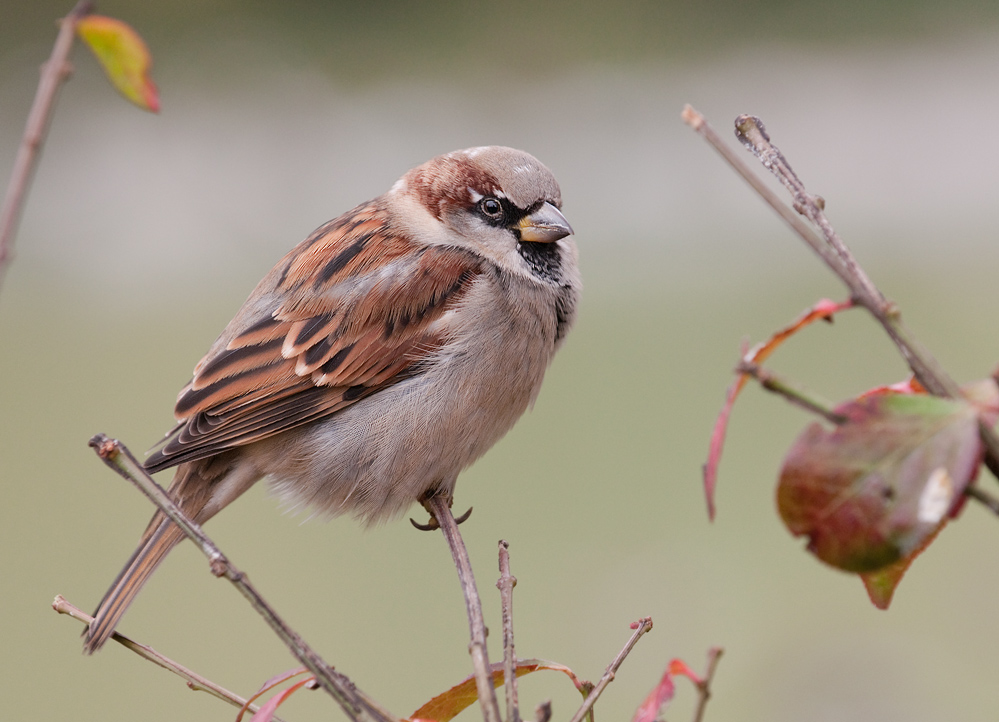 Haussperling (Passer domesticus)