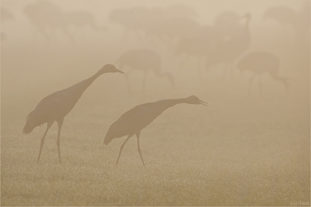 ~Rufe im Morgennebel~