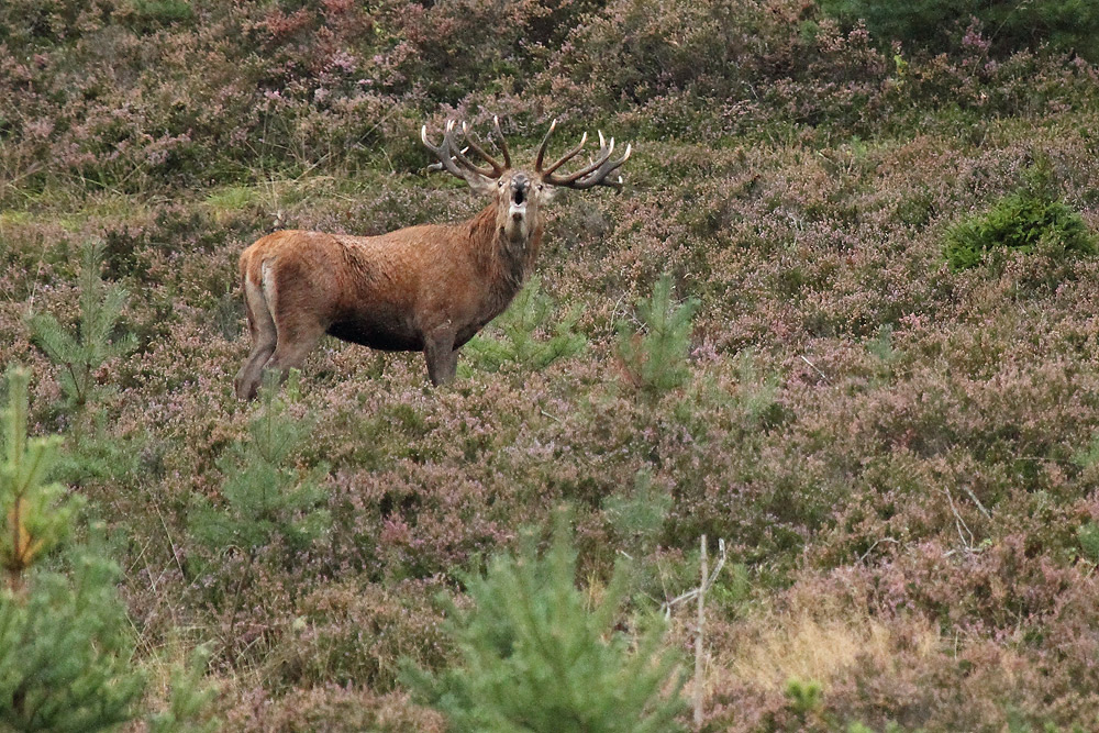Platzhirsch