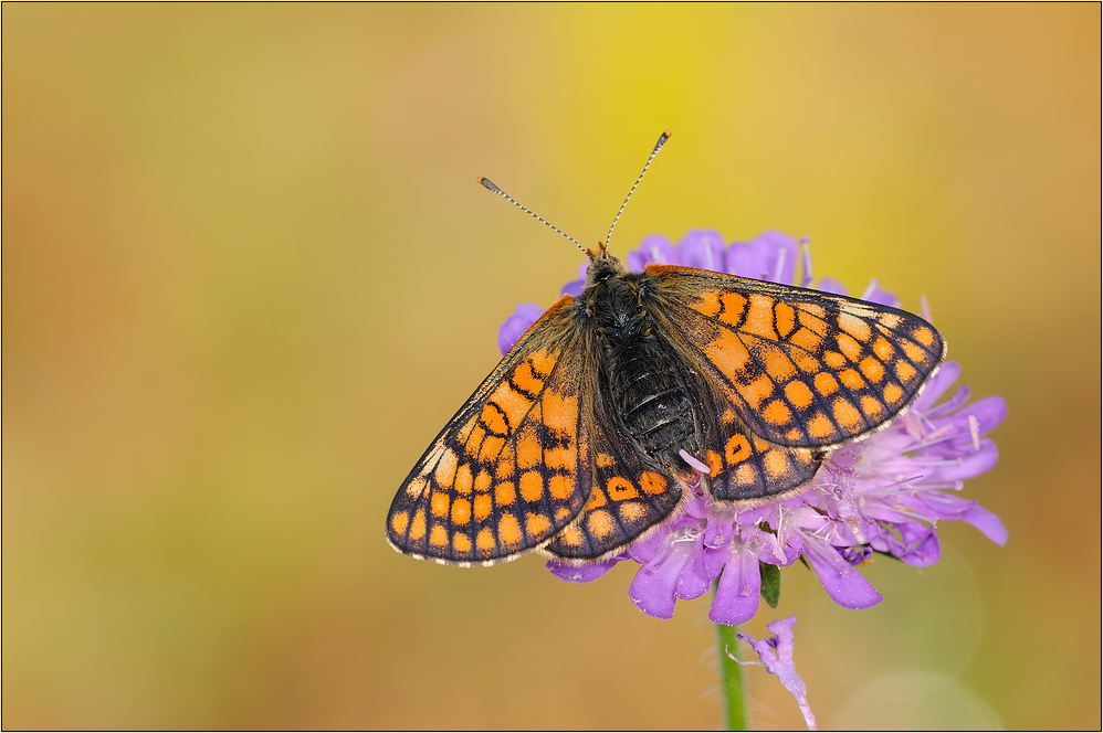 ~ Euphydryas cynthia ~