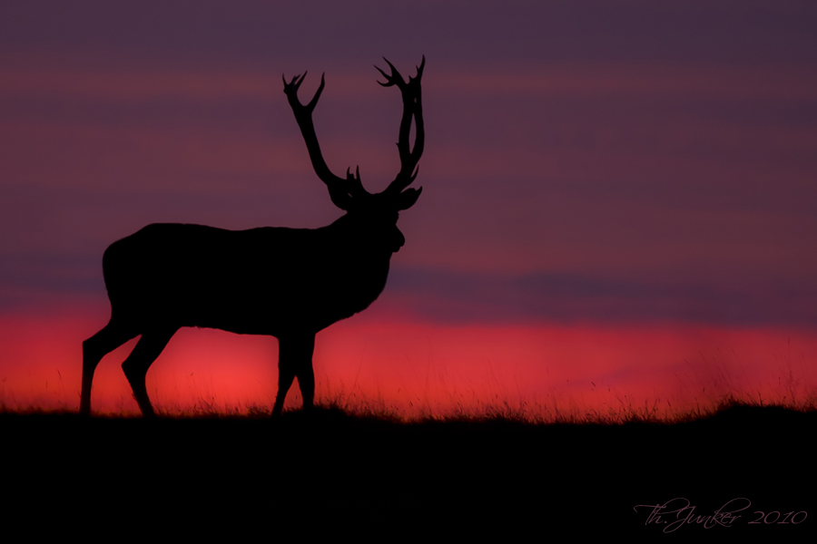 Hirsch im Morgenrot