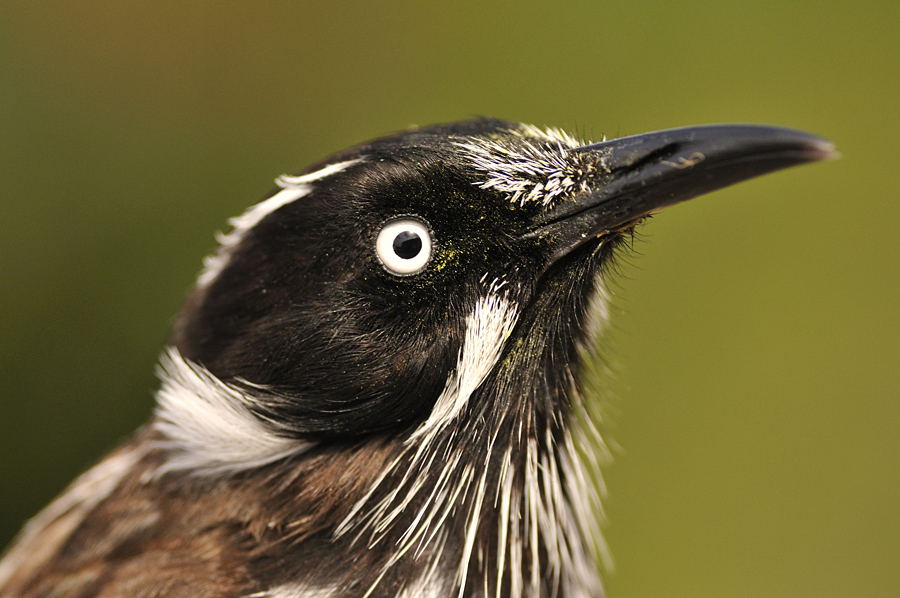 Honeyeater - Ko-Evolution zwischen Vogel und Blüte - Teil 3