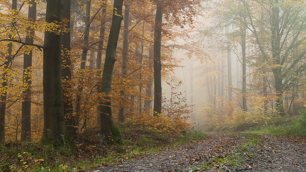 Rotbuchen am Hopfenberg