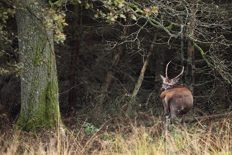 Antilope oder Rotspießer