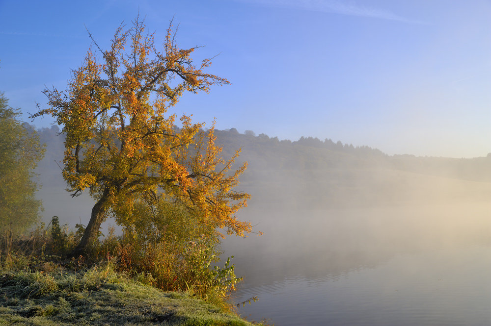 Herbstbaum am Maar