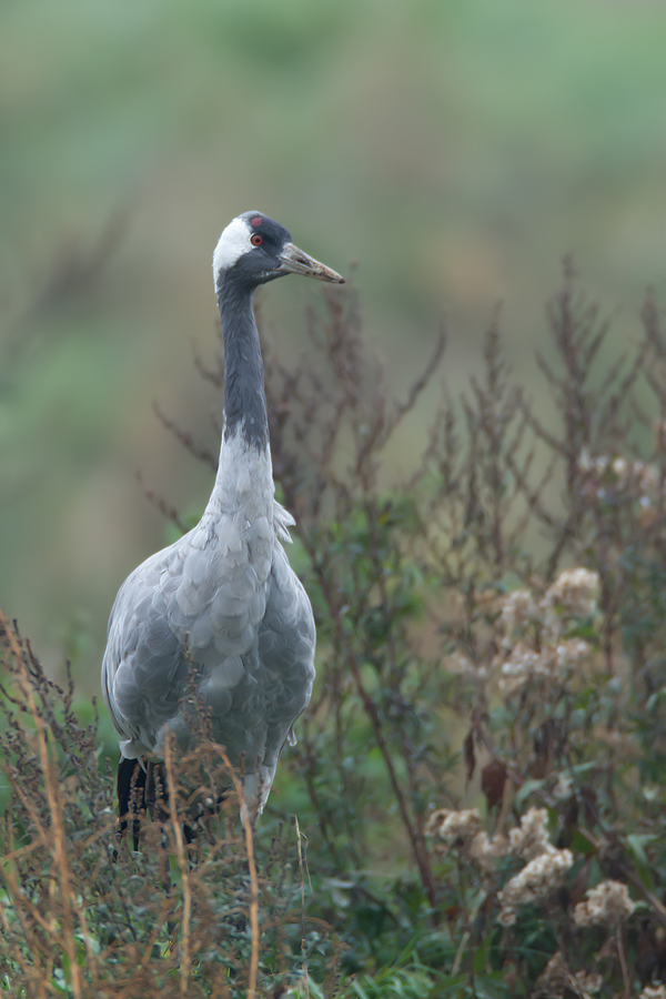 Kranich (Grus grus)