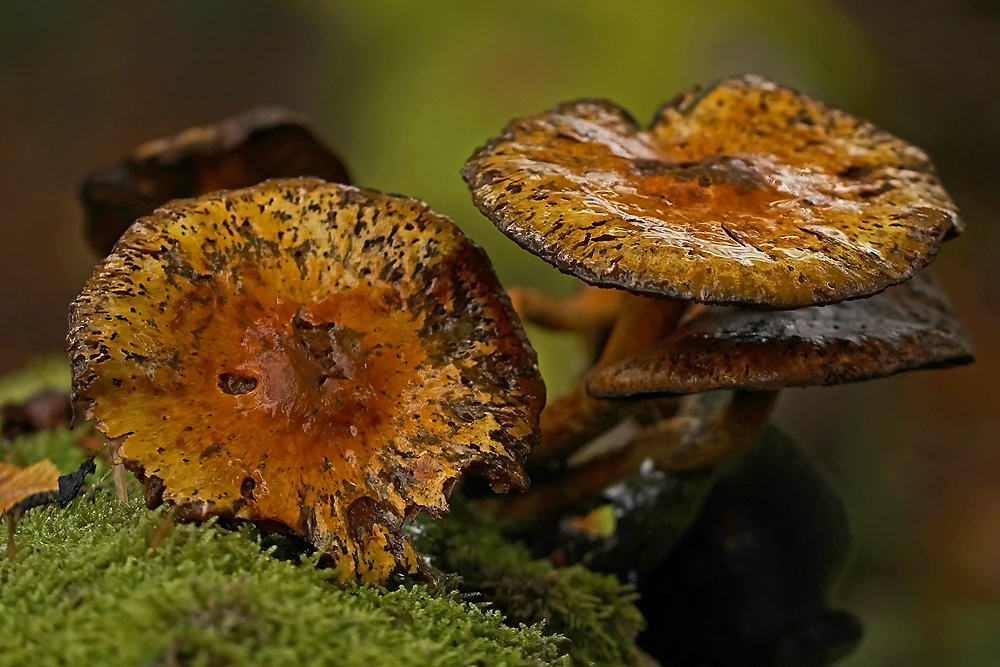 Pilze auf altem Baumstamm