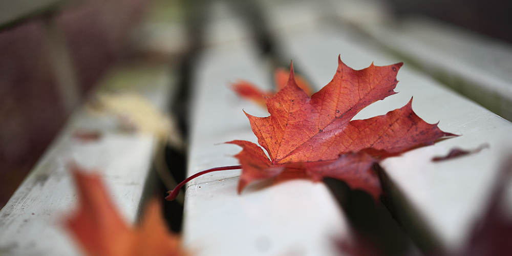 Farben des Herbstes