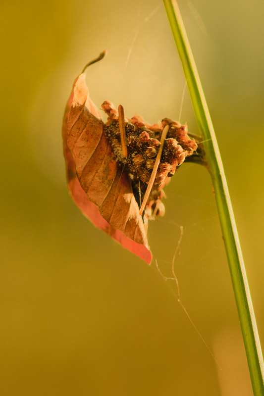 Herbst-Kleber
