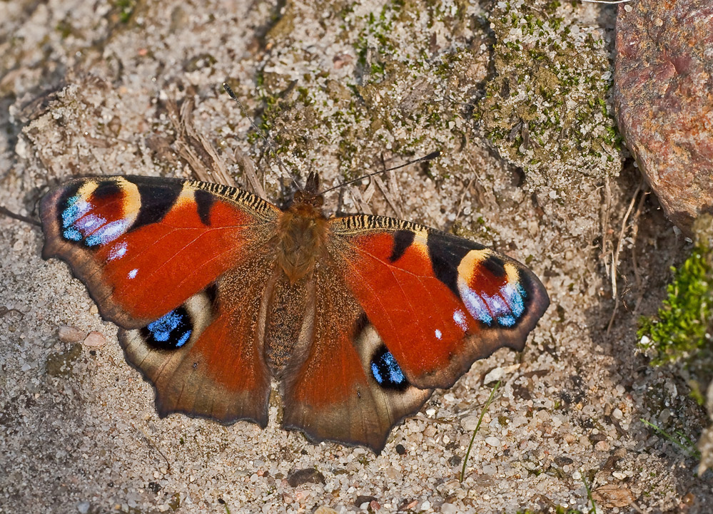 Noch ein "Letzt"- Schmetterling:...