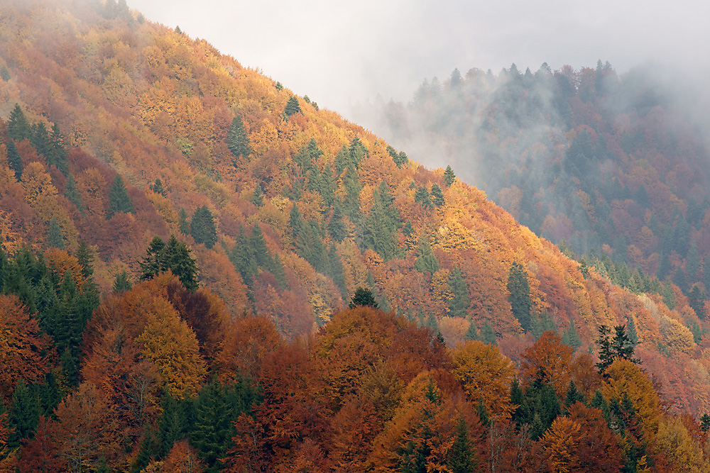 Herbstwald in den Karpaten