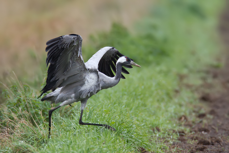 Kranich (Grus grus)