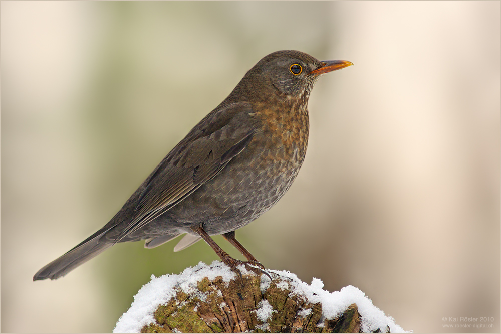 Amsel