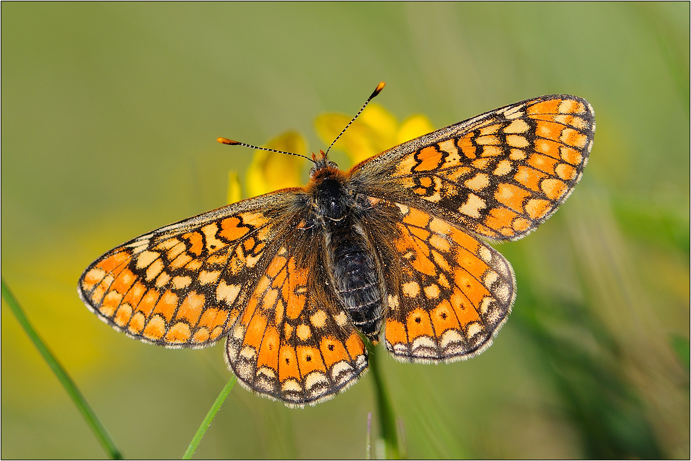 ~ Goldener Scheckenfalter ~