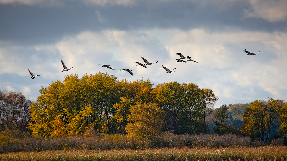 Herbstzeit Kranichzeit