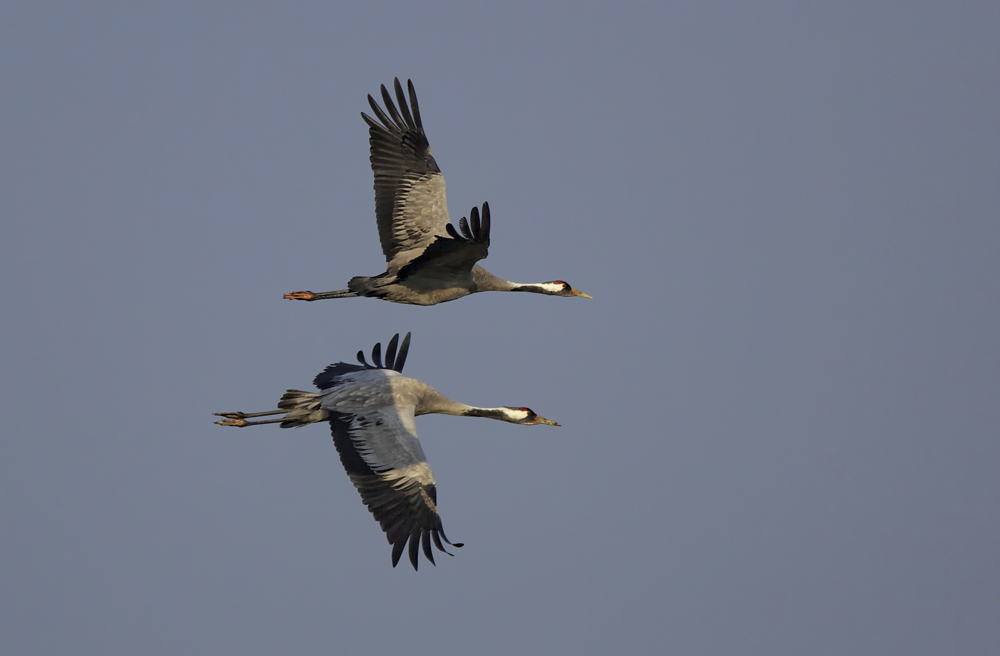 kranichpärchen im parallelflug