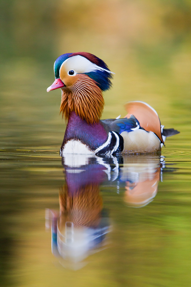 Mandarinente