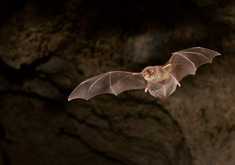 Die Langflügelfledermaus (Miniopterus schreibersi) ...