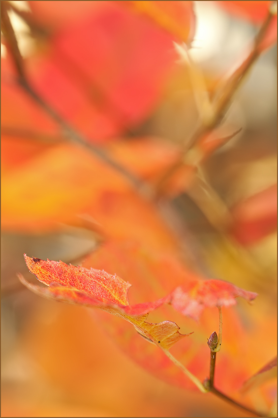 Abschied vom bunten Herbst?