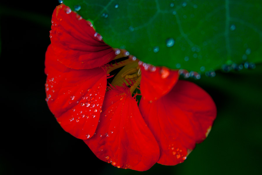 Blume im Morgentau
