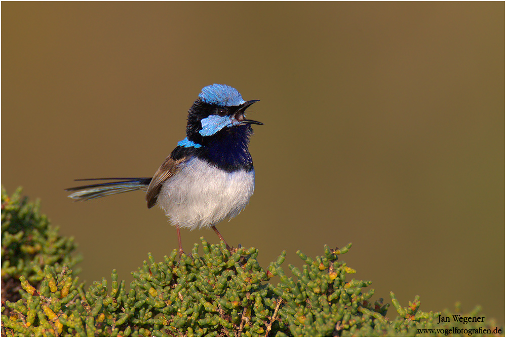 Prachtstaffelschwanz (Malurus cyaneus) Superb Fairy-Wren