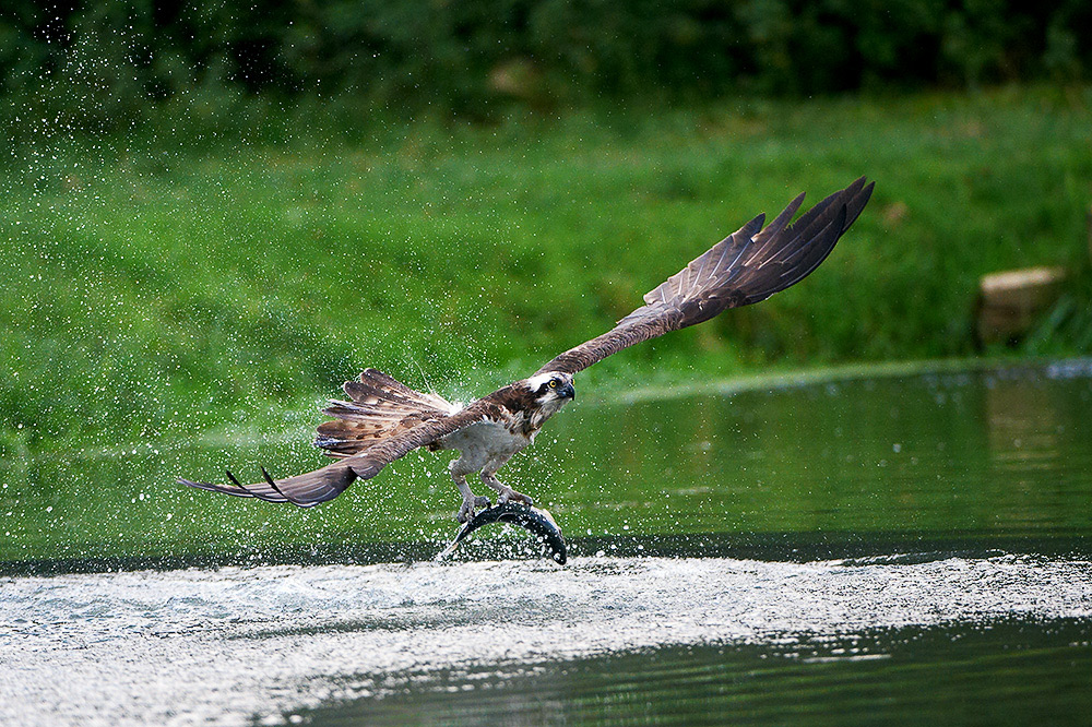 Fischadler(Pandion Haliaetus) sind auch Zugvögel . . . . . .