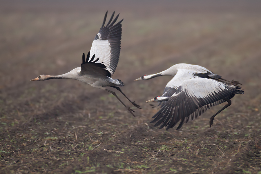 startende Kraniche (Grus grus)