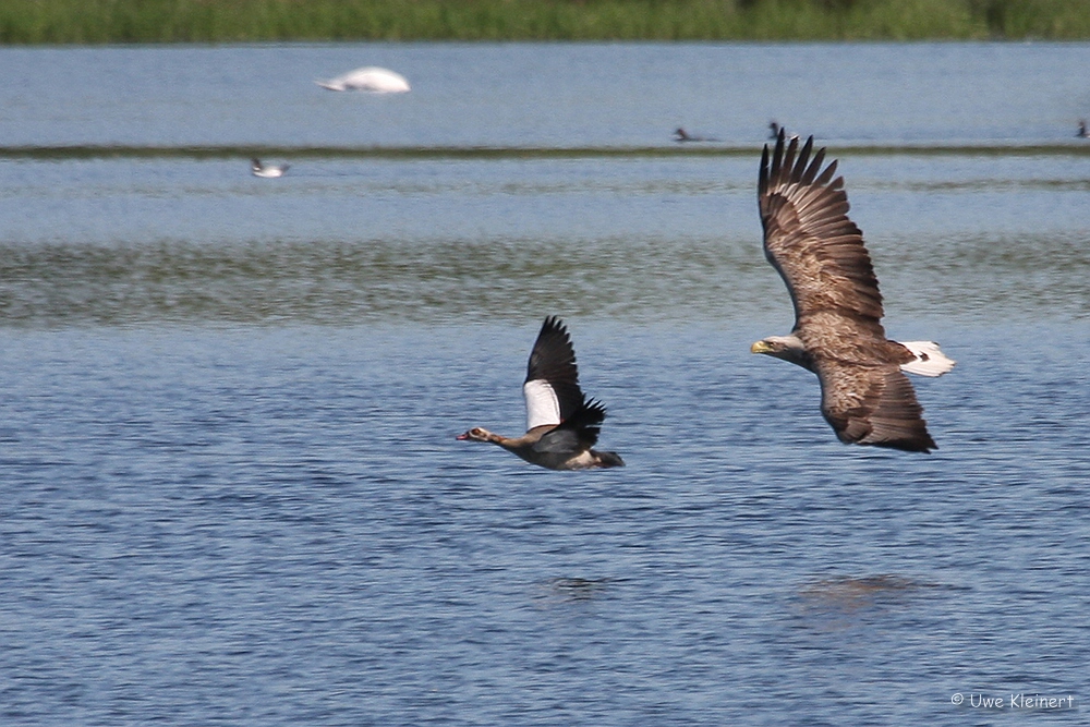 Seeadler jagt Nilgans #01