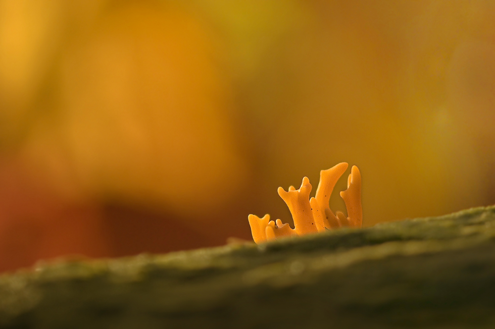 Herbstkulisse