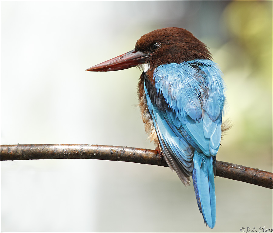 Whitethroated Kingfisher