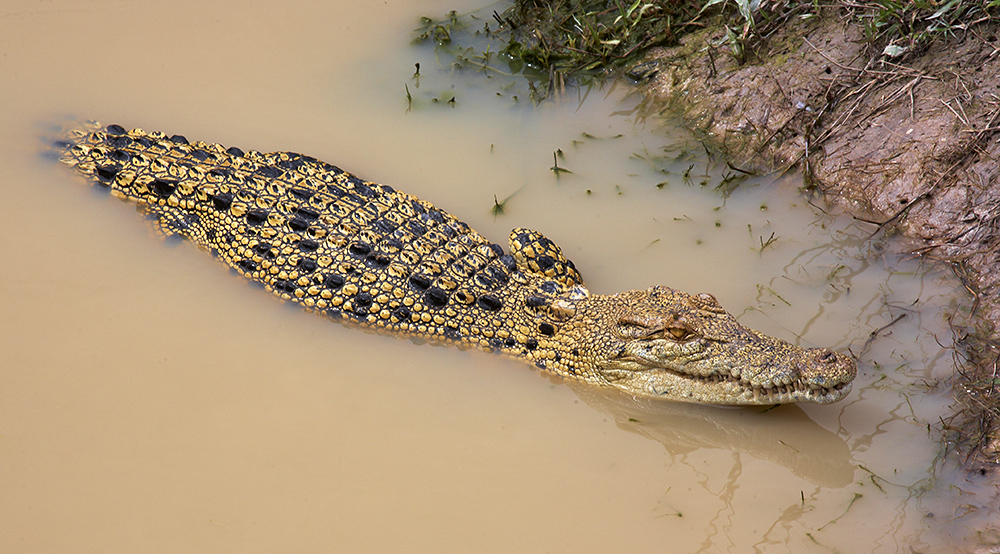 Leistenkrokodil ( Crocodylus porosus)