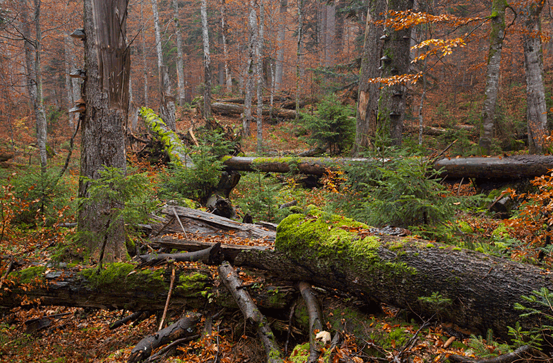 Herbstlicher Urwald 3