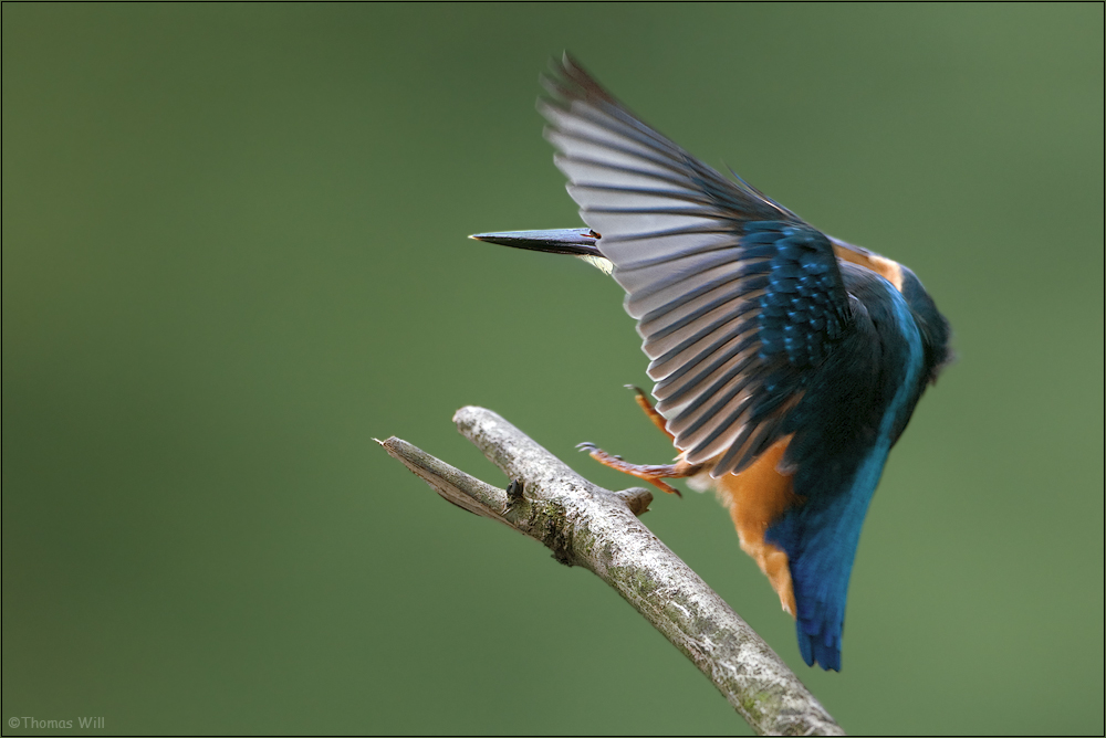 [ wings of kingfishers ~1 ]